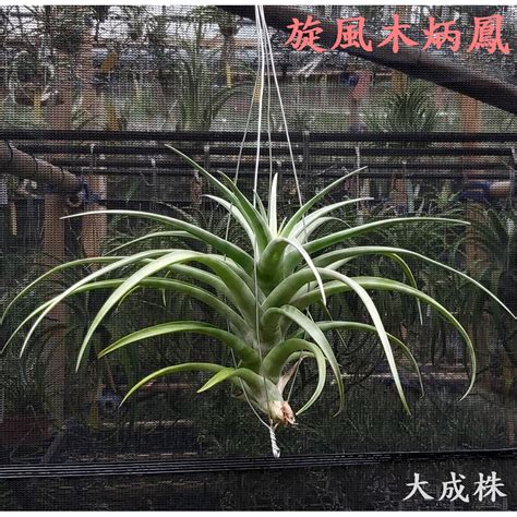 旋風木柄鳳開花|【新巧園】空氣鳳梨 旋風木柄鳳 Tillandsia flexuosa vivipara